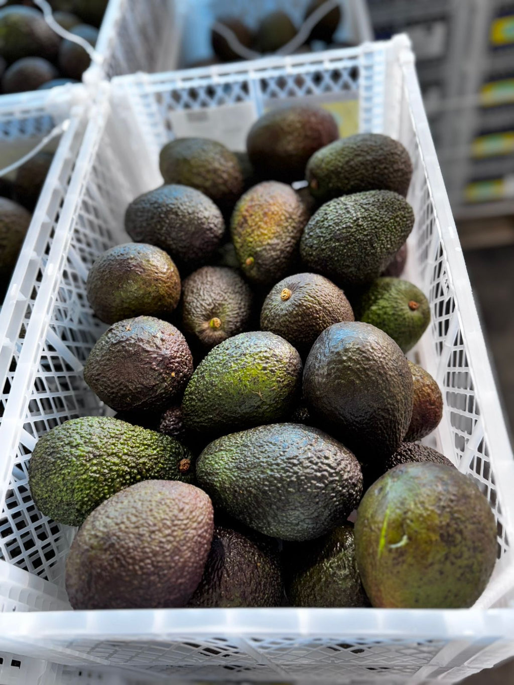 Palta Hass Peruana