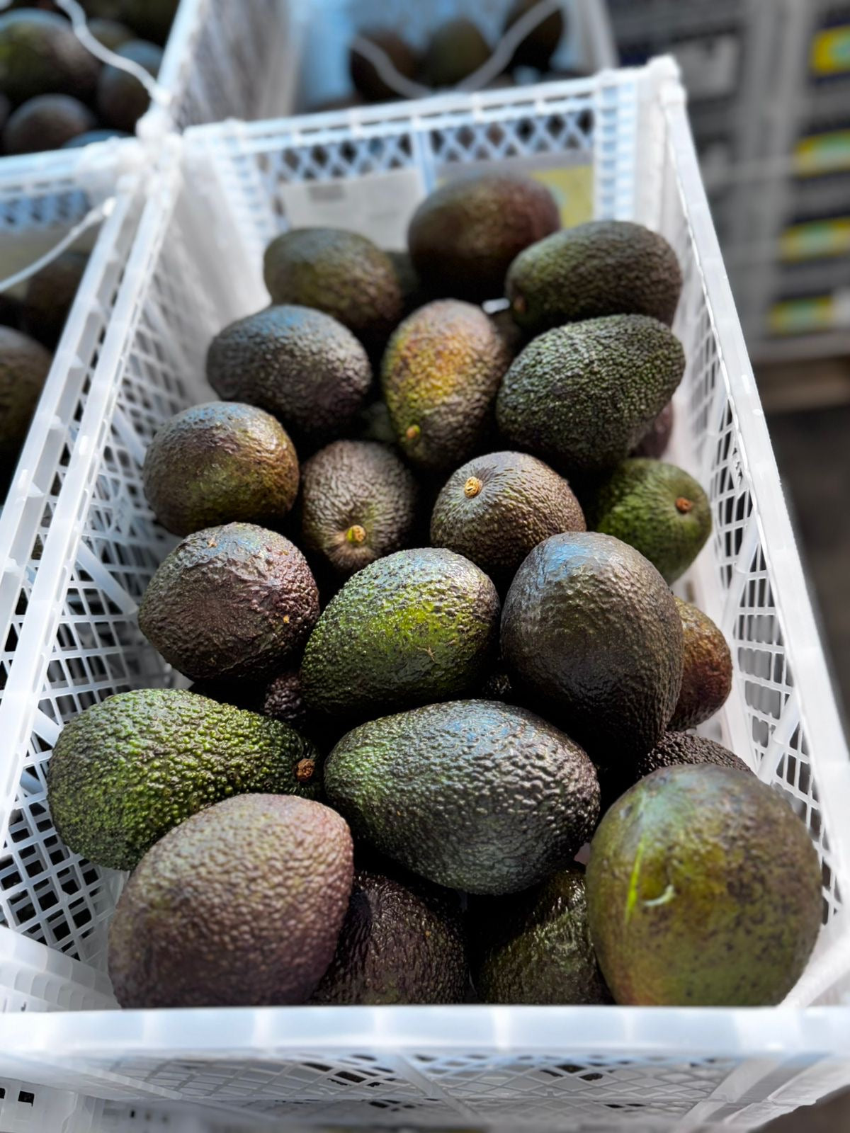 Palta Hass Peruana