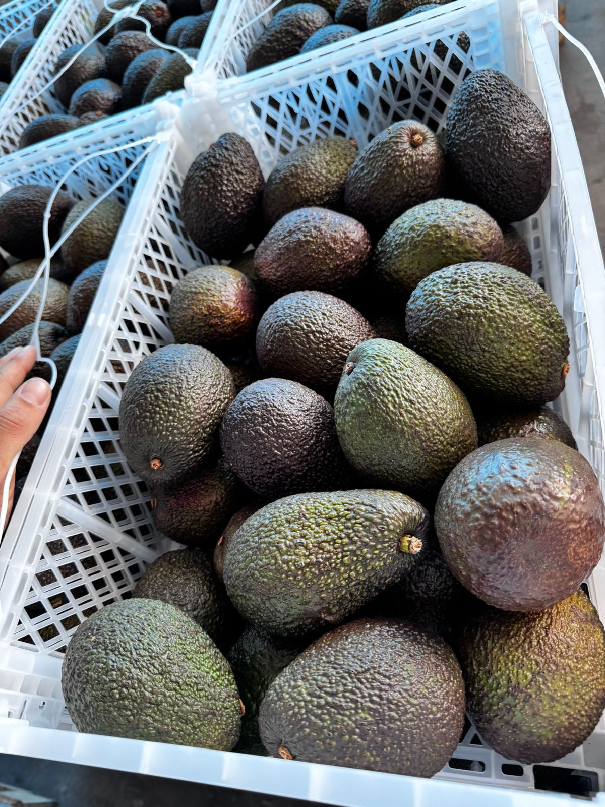 Palta Hass Peruana