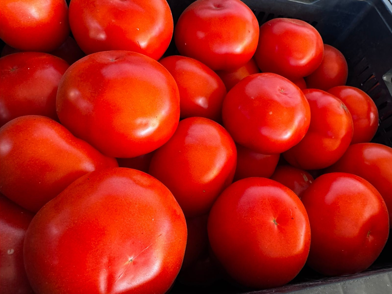 Tomate Larga Vida