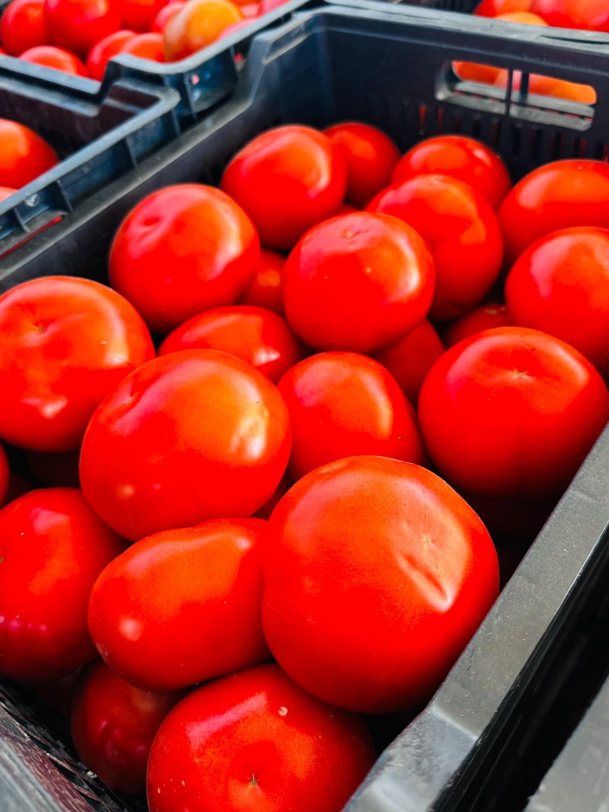 Tomate Larga Vida