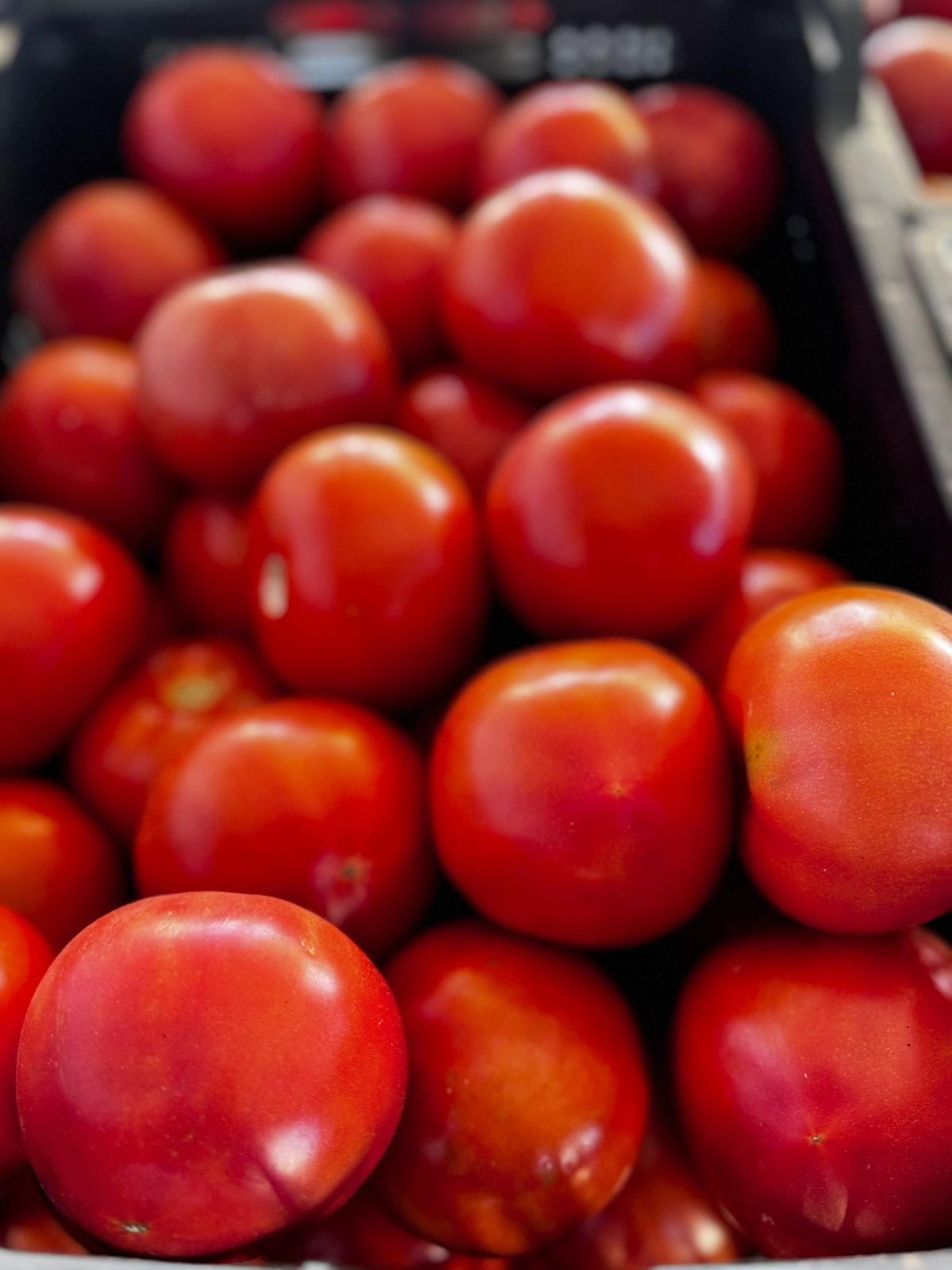 Tomate Larga Vida