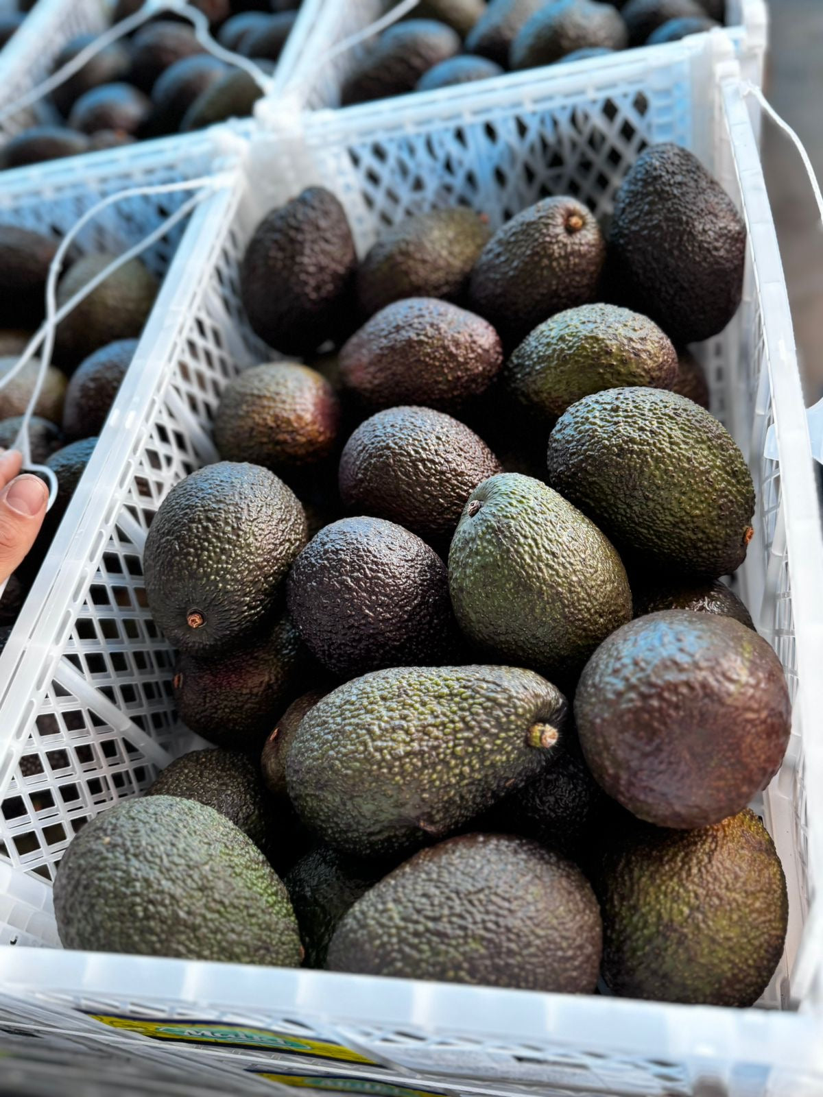 Palta Hass Peruana