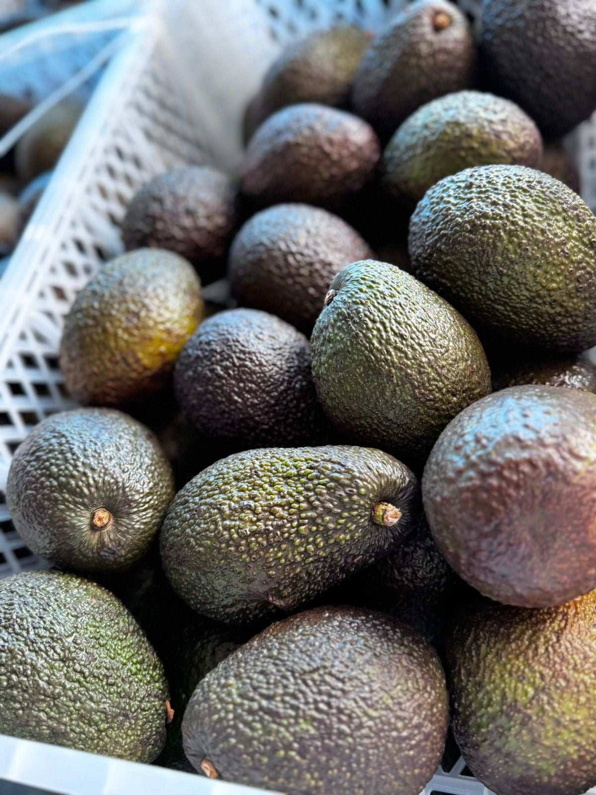 Palta Hass Peruana
