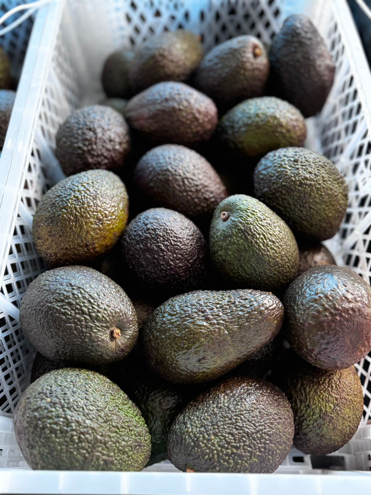 Palta Hass Peruana