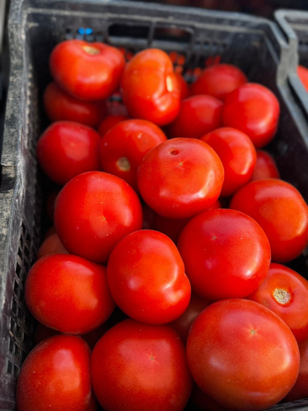 Tomate Larga Vida